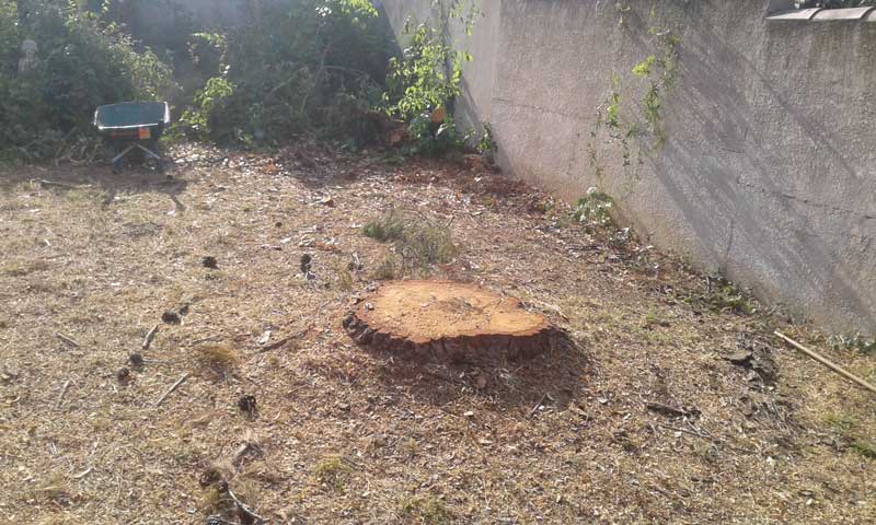 Timber-acro-elagage-abattage-arbres-entretien-espaces-verts-montpellier-herault-04