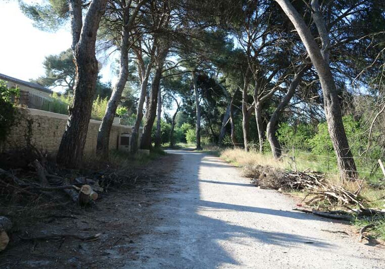 Timber-acro-elagage-abattage-arbres-entretien-espaces-verts-montpellier-herault-08