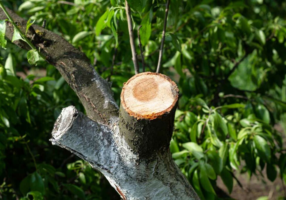 Timber-acro-elagage-abattage-arbres-entretien-espaces-verts-montpellier-herault-arbre-fruitier